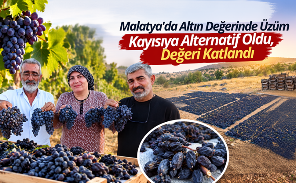 Malatya Üzümüne Yoğun İlgi: Hasat Başladı
